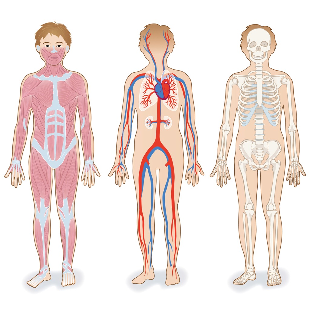 Illustration som visar ett barns olika kroppssystem – muskelsystemet, cirkulationen och skelettet.