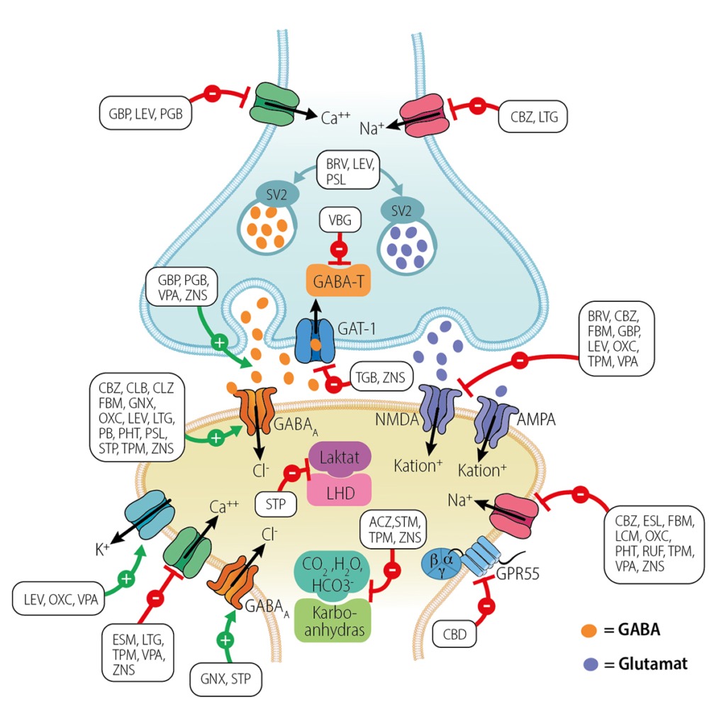 Illustration som visar mediciners påverkan på cellnivå. Farmakologi.