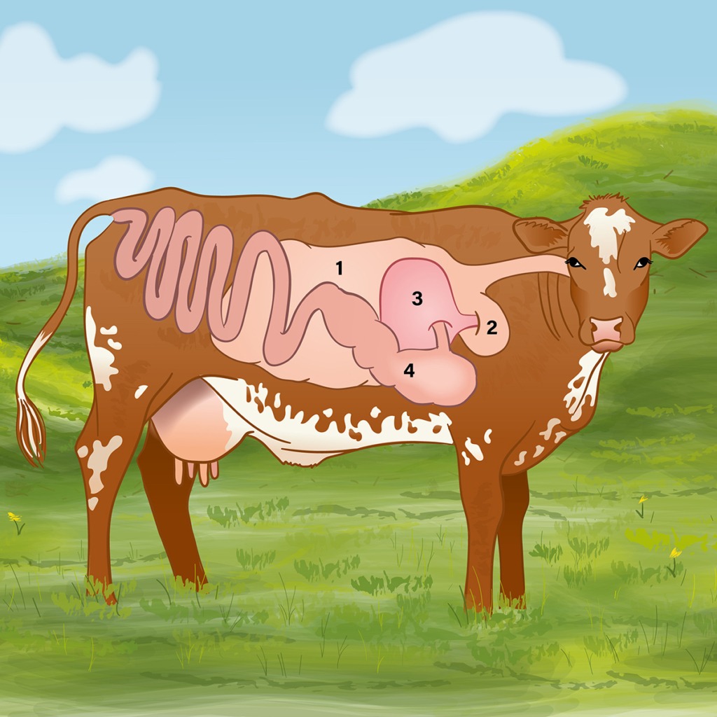 Illustration av anatomi tarmsystemet hos en idisslande ko